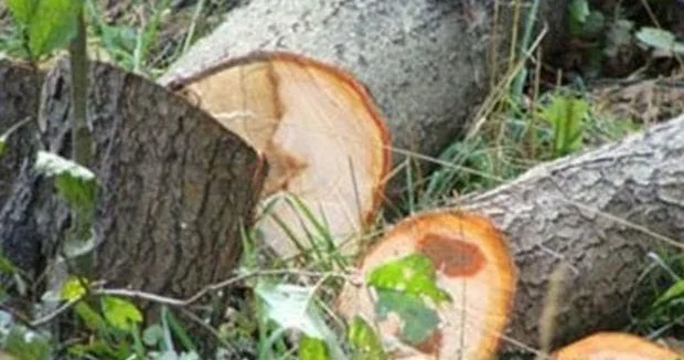 Bir həftəyə təbiətə 135 minlik ziyan vurdular