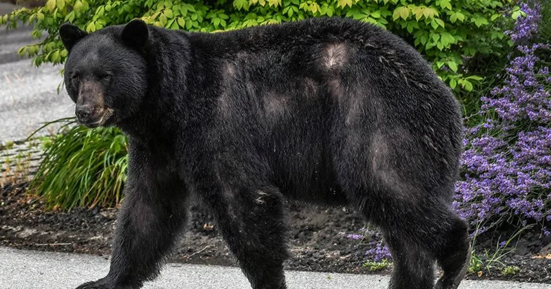 Yaponiya ayıların hücumuna qarşı ordu yeridir