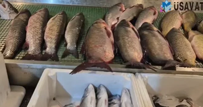 Bahalaşma balıq bazarını da “VURDU”: satıcılar şikayətlənir VİDEO