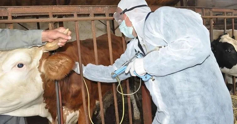 Dabaq xəstəliyinin yayılmasına niyə göz yumulur?