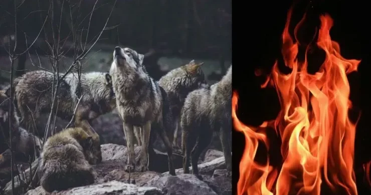 Canavarlar ov etmək üçün meşə yanğınlarından istifadə edirlər Maraqlı kəşf