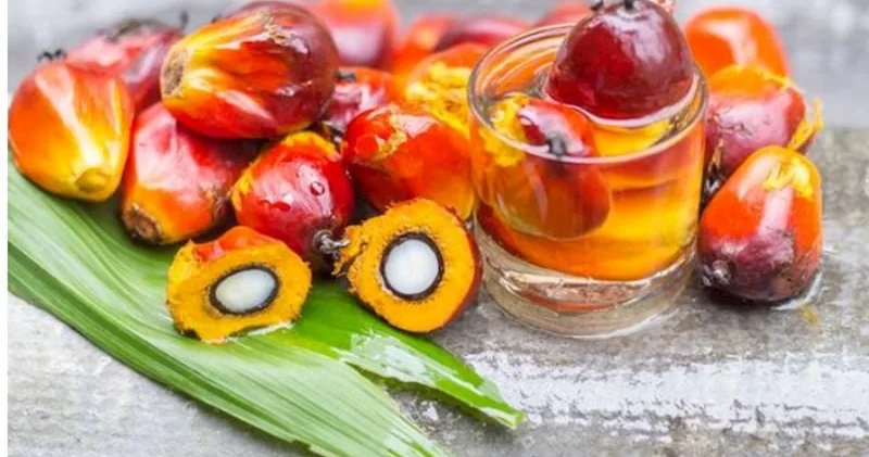 Şokolad, konfet, krem və fast food məhsullarında bu yağdan çox istifadə olunur Mütəxəssis fikri