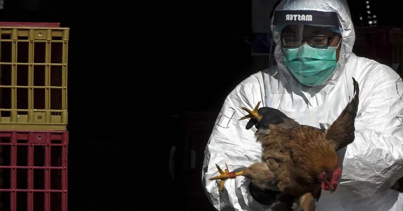 Niderlandda ümumölkə karantini tətbiq olundu Daha bir epidemiya həyəcanı
