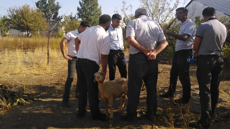 Şəki sakini Məşğulluq Agentliyini ittiham edir: Xəstə heyvanları verirlər Rəsmi açıqlama