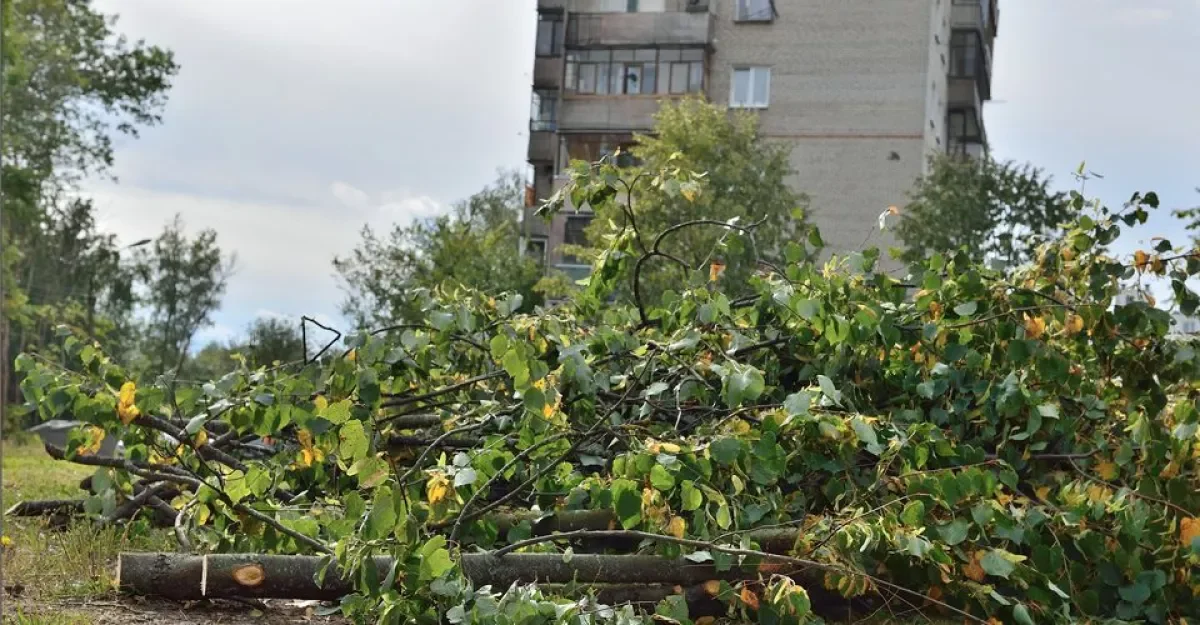 В Азербайджане ужесточены наказания за уничтожение зеленых насаждений