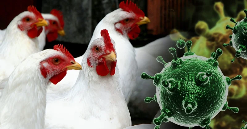 AQTA səkkiz ölkədən ət idxalına müvəqqəti məhdudiyyət tətbiq etdi