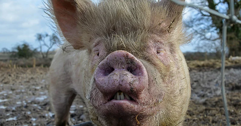 İspaniyada donuz taunu: 30 ildən sonra ilk dəfə aşkarlandı