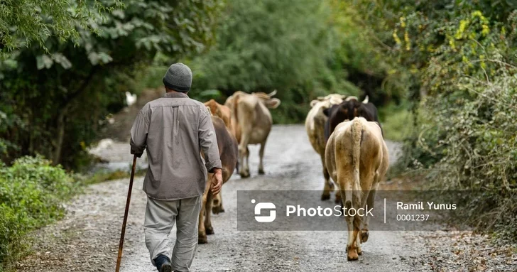 Дефицит пастбищ и рост цен: животноводы Азербайджана сокращают поголовье скота