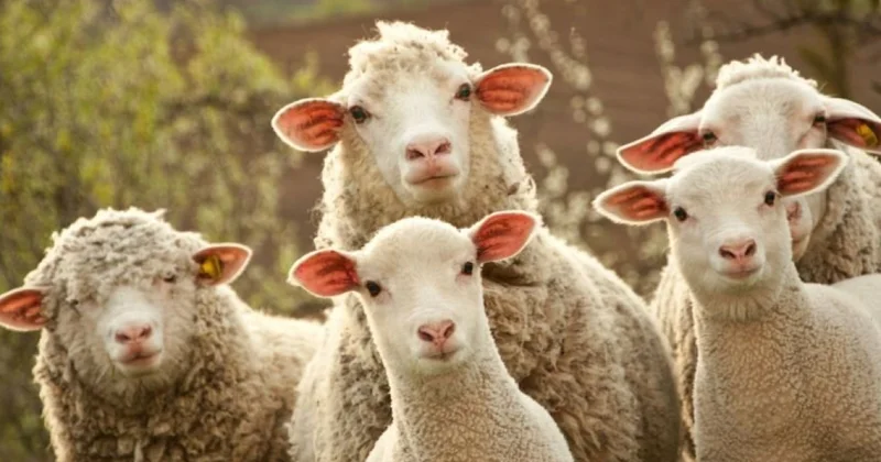 В Азербайджане махнули рукой на баранов поговорим о наших проблемах