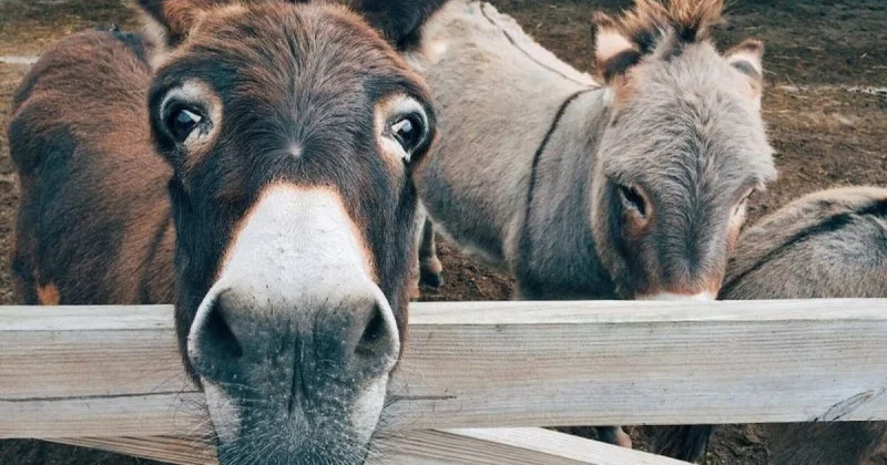 Qəzzadan gətirilən 8 eşşəyə sığınacaq verdilər