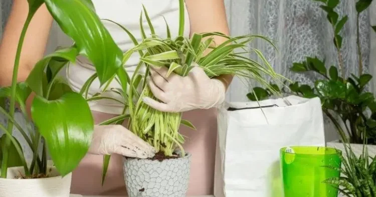 Sinirləri sakitləşdirməyə kömək edən ən yaxşı çiçəklər: Ev hüzurla dolur