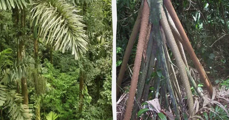 Yeriyə bilən palma ağacı FOTO