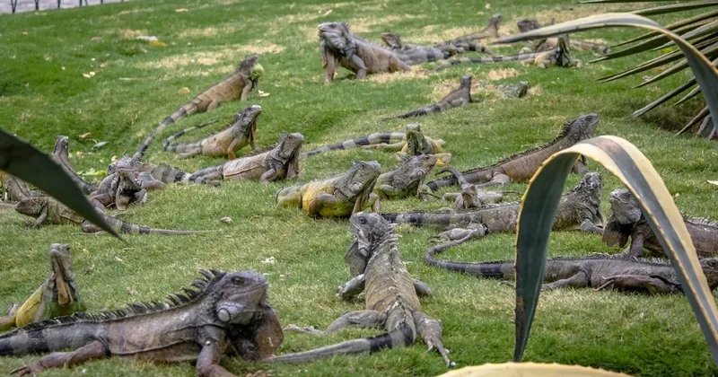 Самые наглые городские животные мира ФОТО