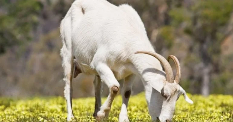 Niyə bazar və ət dükanlarında keçi əti satılmır? Ekspert