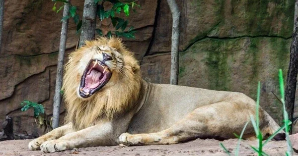 В индийском штате Гуджарат два ребенка стали жертвами хищников