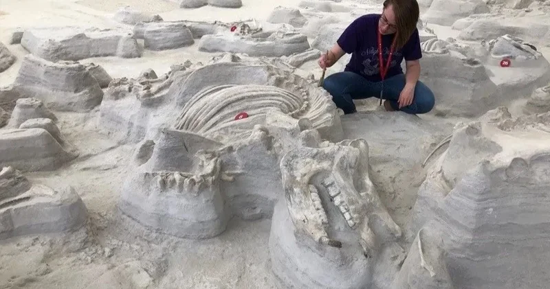 Nəhəng itlərin sirri: Ekosistem çökməsindən sonra necə sağ qaldılar?