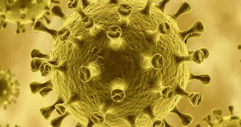 Новые 3D изображения показали скрытую структуру желтой лихорадки