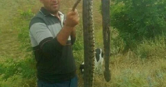 Azərbaycanda böyük Qafqaz gürzəsi öldürülüb FOTO