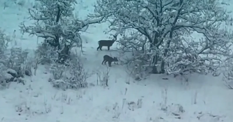 В Кяльбаджаре на камеру попали косуля и ее детеныш КАДРЫ