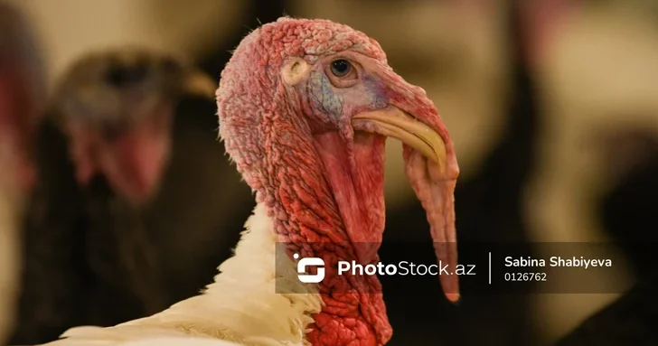 Праздничная индейка в Азербайджане: рост цен и падение спрос
