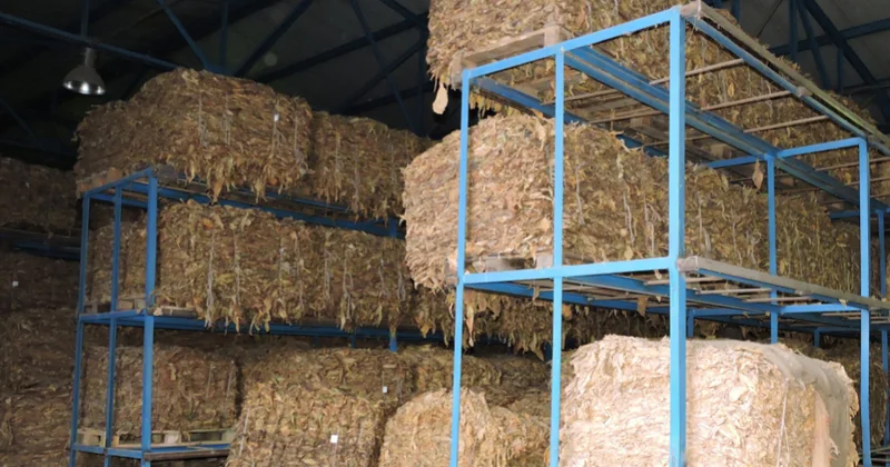 “Azərtütün”: Şimal qərb rayonlarında quru tütün istehsalı 985 ton artıb