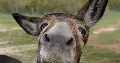 Ukrayna müharibəsində iştirak edən eşşək “tərxis olundu”: Görün indi harada istirahət edir VİDEO