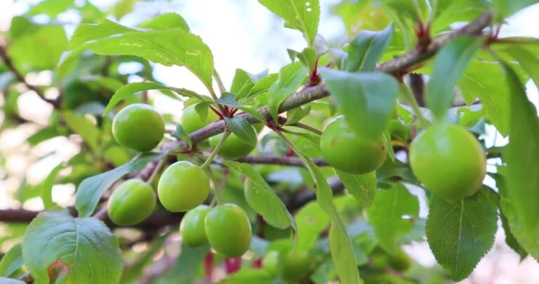 “Alça gül açdı, nənəli”...
