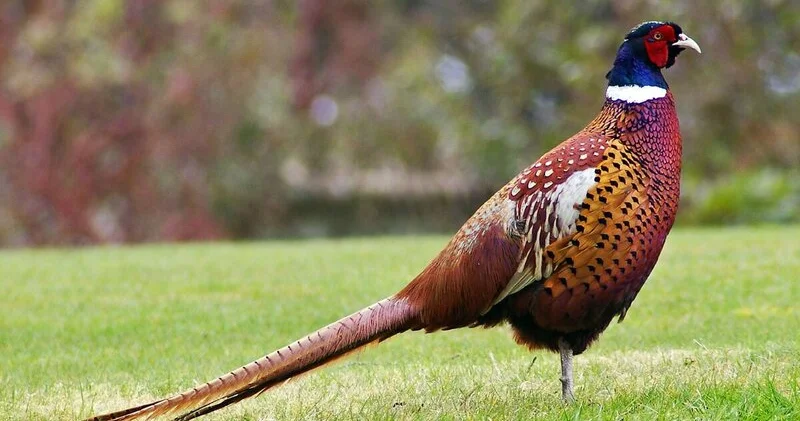 Qırqovula görə 1000 manat cərimələndi