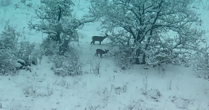 Kəlbəcərdə ana bala cüyürlər görünüb