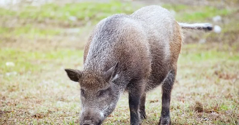 Дикие кабаны парализовали работу испанского аэропорта