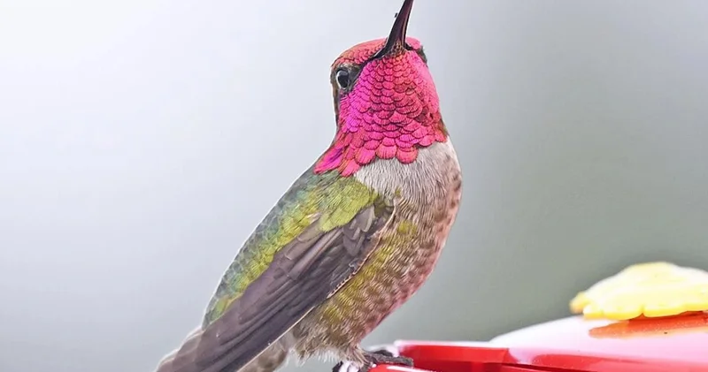 Vəhşi quşlar sürətlə mutasiyaya uğrayır və şəhərləri koloniyalaşdırır