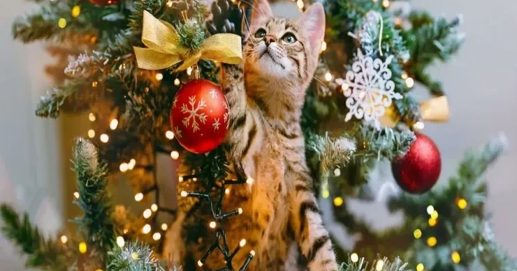 Şam ağacı planet üçün ən zərərlidir?