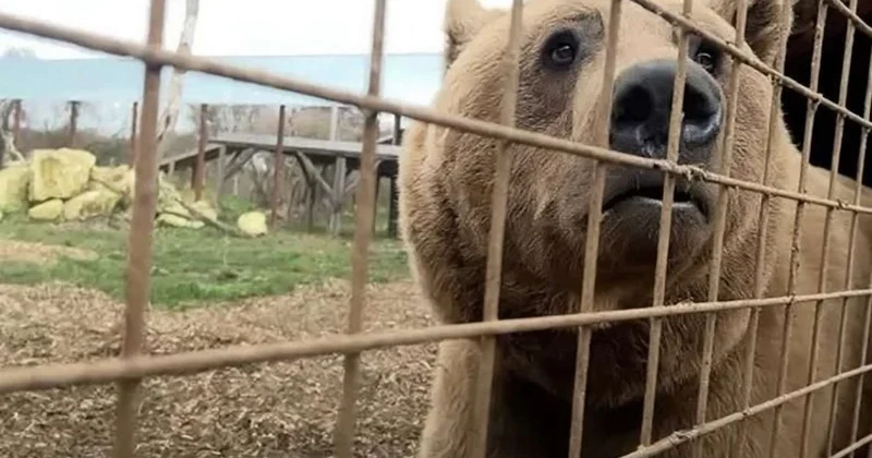 Azərbaycandan Britaniyaya aparılan ayılardan xəbər var