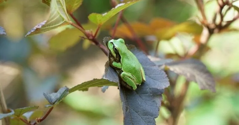 Xərçəng xəstəliyində qurbağa möcüzəsi Şişləri yox edir