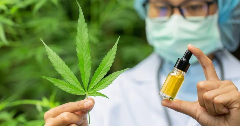 Bosniya və Herseqovinada çətənənin tibbi məqsədlərlə istifadəsinə icazə verildi