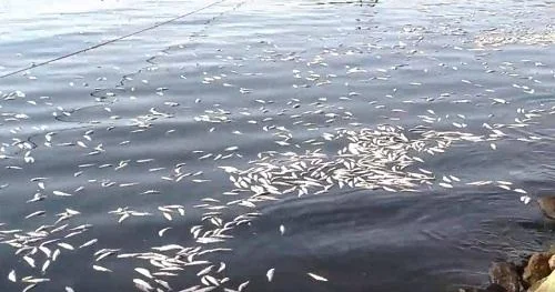 Xəzərdə canlılar niyə məhv olur? Video