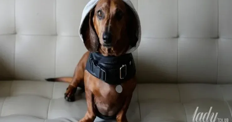 Ən çətin xasiyyətli 5 it cinsi