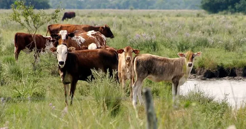 Bloomberg: Падение производства в Бразилии может привести к подорожанию говядины
