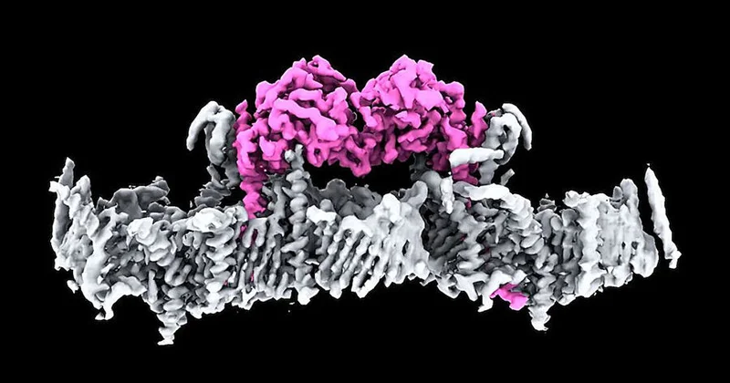Parkinson xəstəliyinin sonunu gətirə biləcək tədqiqat