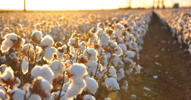 Saatlıda pambıq yığanların pulları niyə verilmir? ŞİKAYƏT