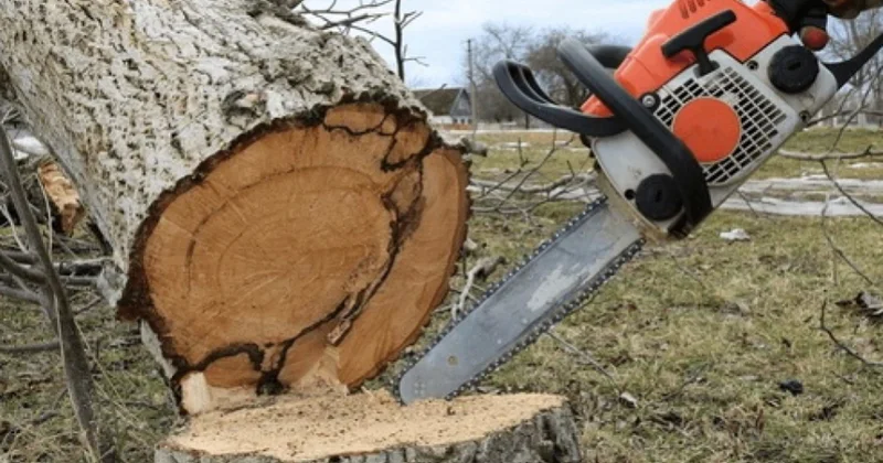 Son bir həftədə ağacların kəsilməsi nəticəsində təbiətə 129 min manatdan çox ziyan dəyib