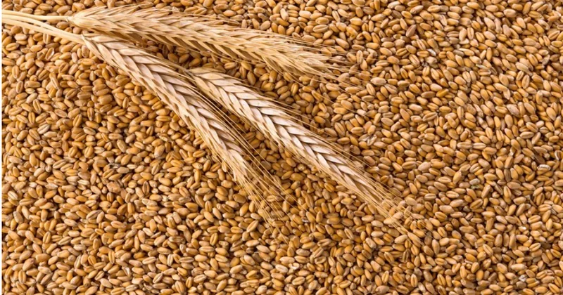 Qazaxıstan buğdasının Azərbaycana tədarükü 34 % azalıb