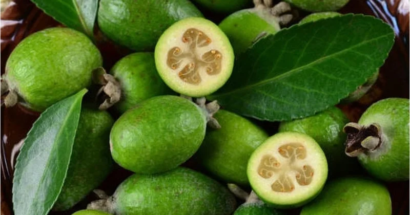 Feyxoanın insan sağlamlığında faydaları FOTO