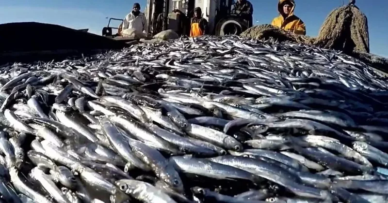 Выросли доходы России от экспорта рыбы и морепродуктов