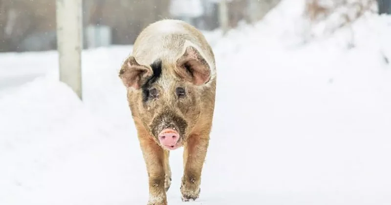 Свиньи Ташкента захватили российский город