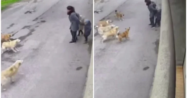 Женщина с детьми отбилась от стаи бродячих собак в бакинском поселке