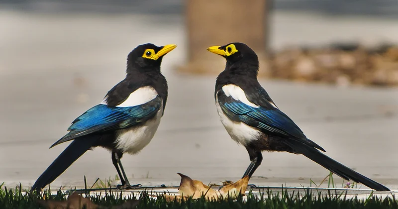 Səudiyyə Ərəbistanı kralının “sağsağanlar”ı... vallah, qorxmağa dəyməz!