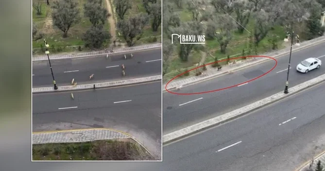 Binəqədi rayonunda sahibsiz itlər sakinlər üçün təhlükə yaradır