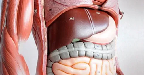 Qaraciyərin sağlam qalması üçün ən sadə qaydalar Həkim AÇIQLADI