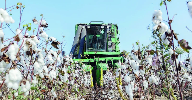 Ağdam “ağ qızıl”lı günlərinə qayıdır